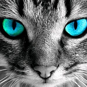 Meet your Posher, Dan